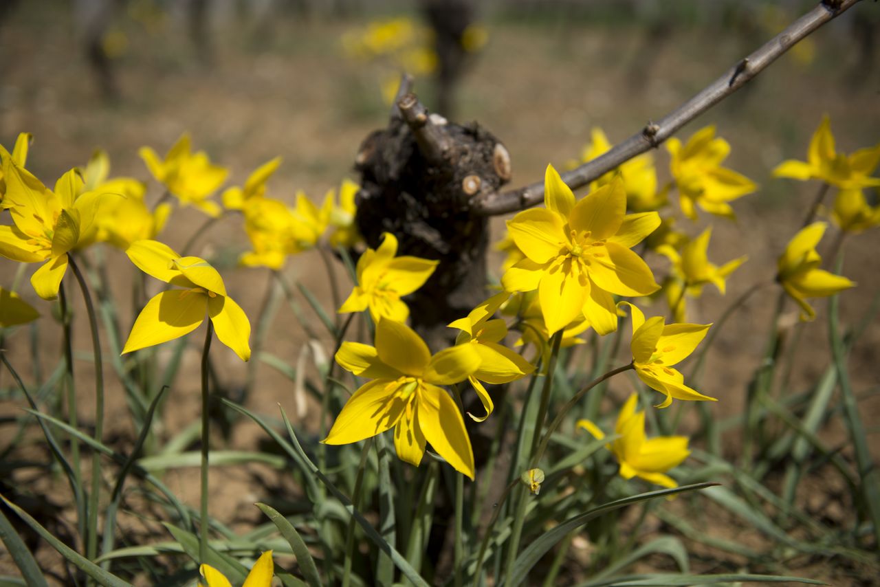 Flore Tulipe de vigne Tul_0484